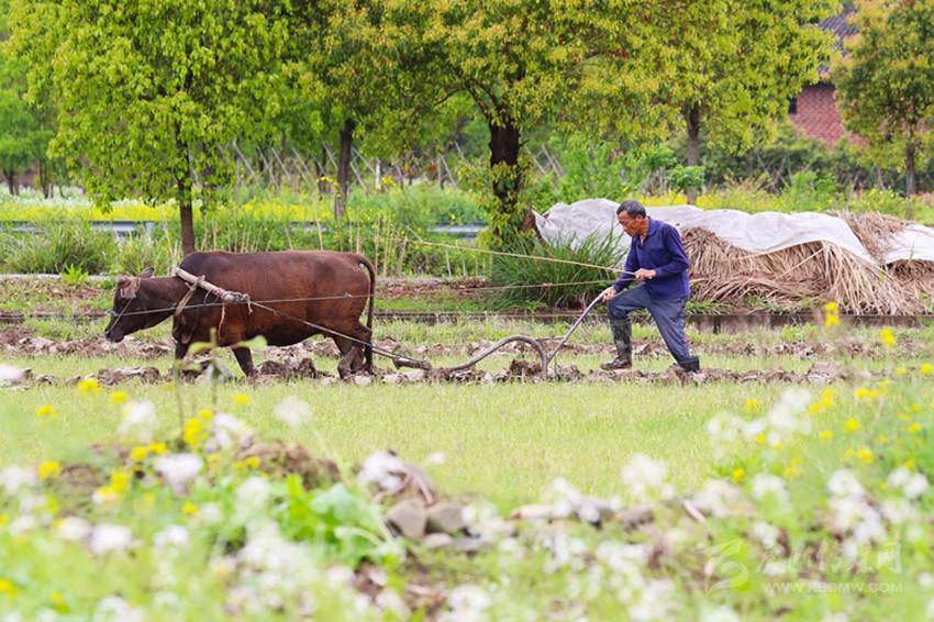 清明將至，各地農(nóng)事忙