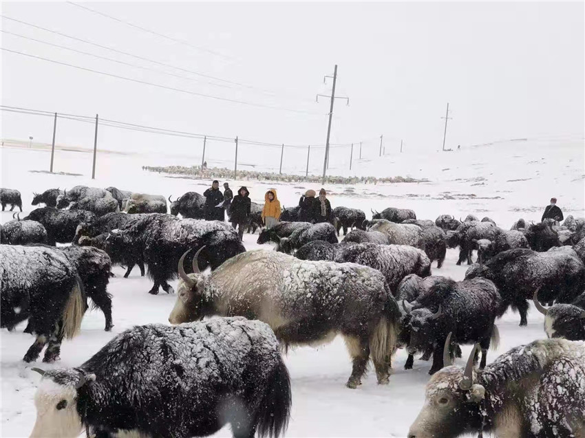 地處“云端之上”生命禁區(qū)“的農(nóng)行石渠支行80后青年益西多吉說(shuō)”今年疫情流行，大伙冒雪下鄉(xiāng)送金融服務(wù)，新年首日就為農(nóng)戶發(fā)放了3000多萬(wàn)元，點(diǎn)亮百姓牦牛致富夢(mèng)，疫情終將過(guò)去，筑夢(mèng)春天，我們協(xié)力點(diǎn)燃牧民發(fā)展信心“.jpg