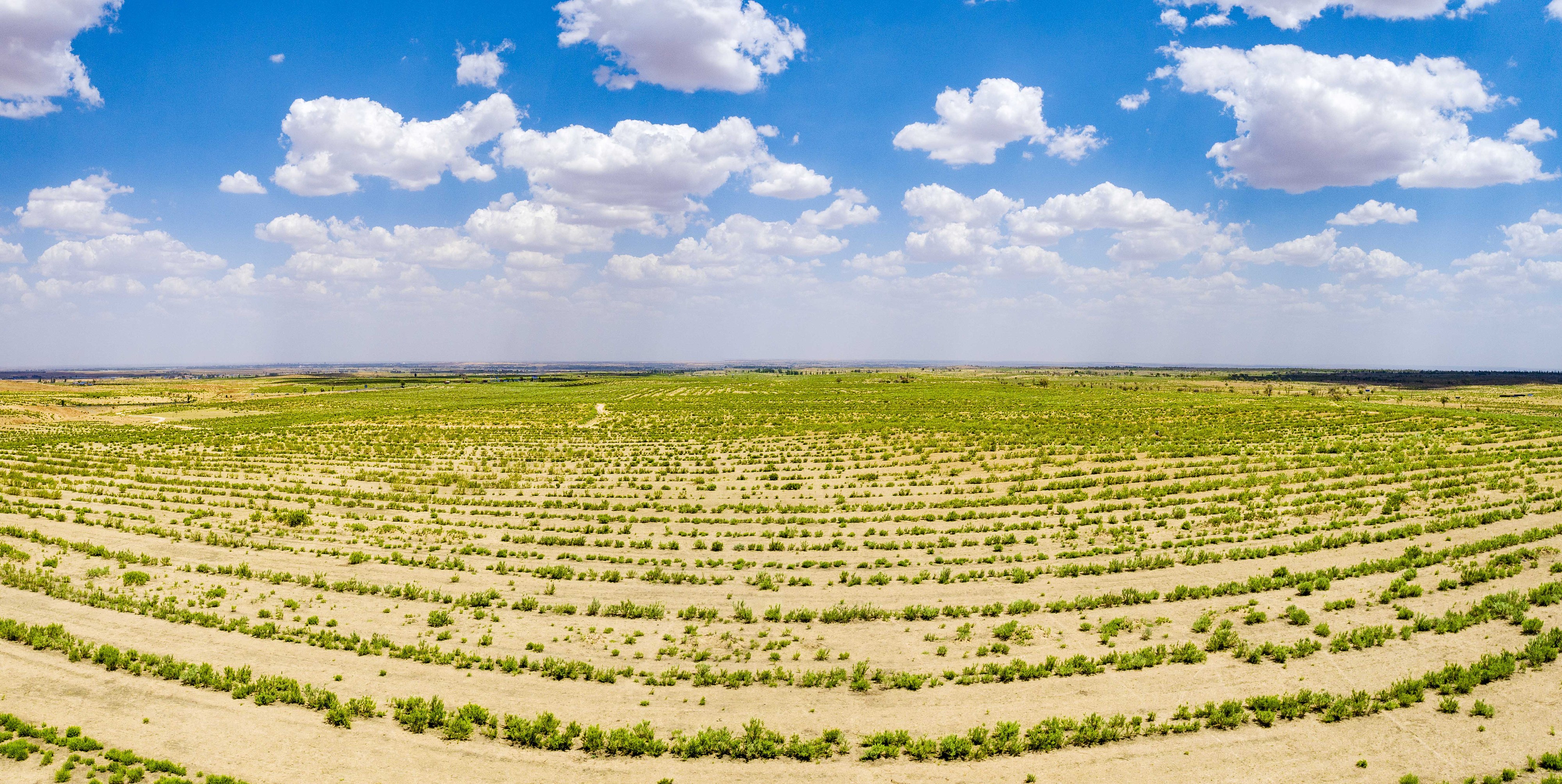 2023年6月7日，內(nèi)蒙古鄂爾多斯，毛烏素沙漠。