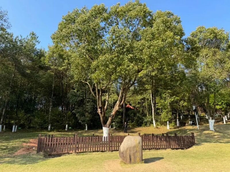 習(xí)近平同志為福建省長汀縣水土保持科教園捐種的香樟樹。圖源：學(xué)習(xí)時(shí)報(bào)